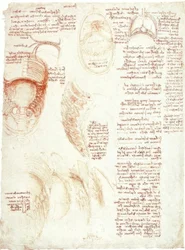 Études anatomiques : cage thoracique et diaphragme